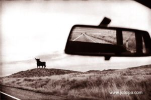 toro-osborne-coche