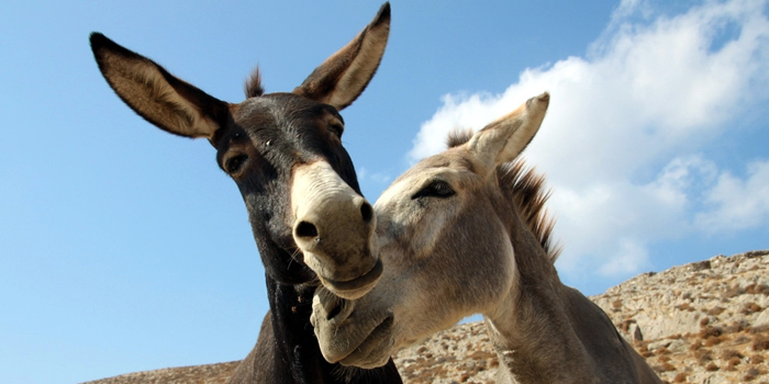 burros