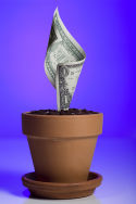 Dinero creciendo