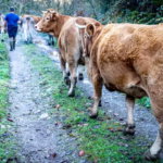 Los ataques de perros asilvestrados al ganado aumentan un año después de aprobarse la ley animalista